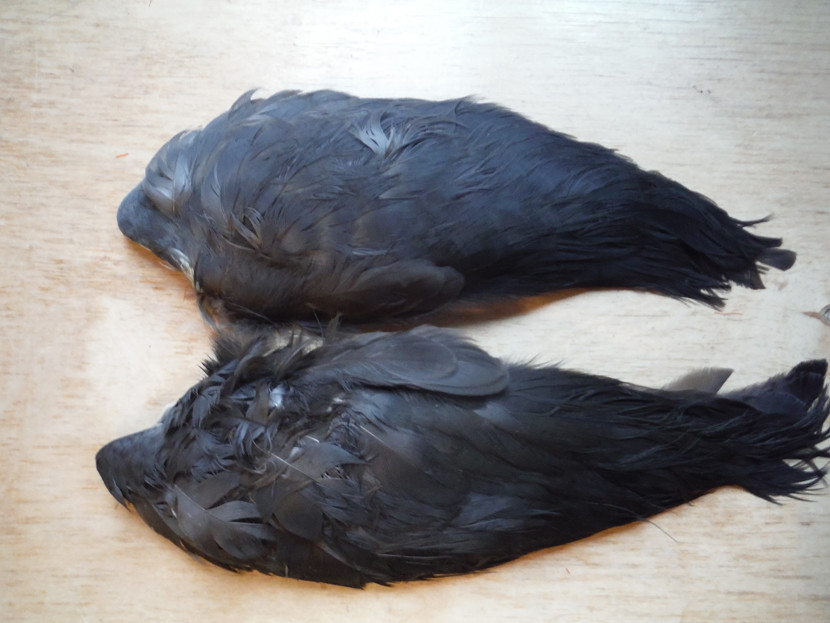 Coot's wings